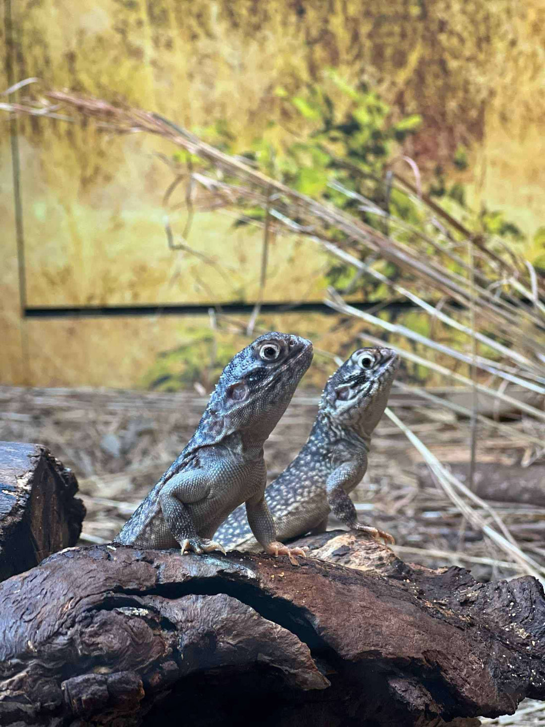 Walking Beside the Wild Soul: Animal Spirit Journeys and the Healing Path