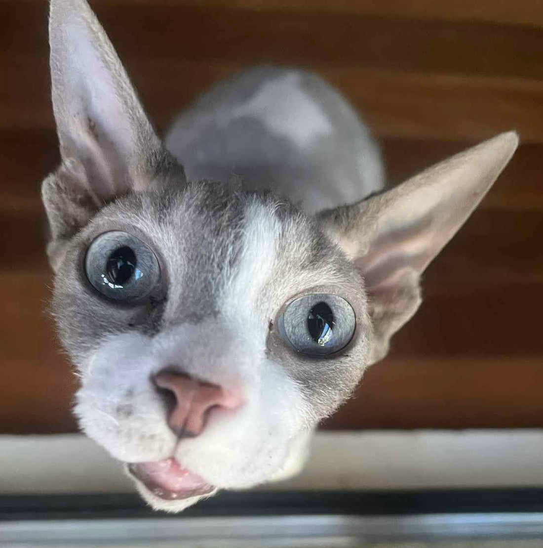 Grounded by Love: The Spirit Behind Sacred Paw Botanicals