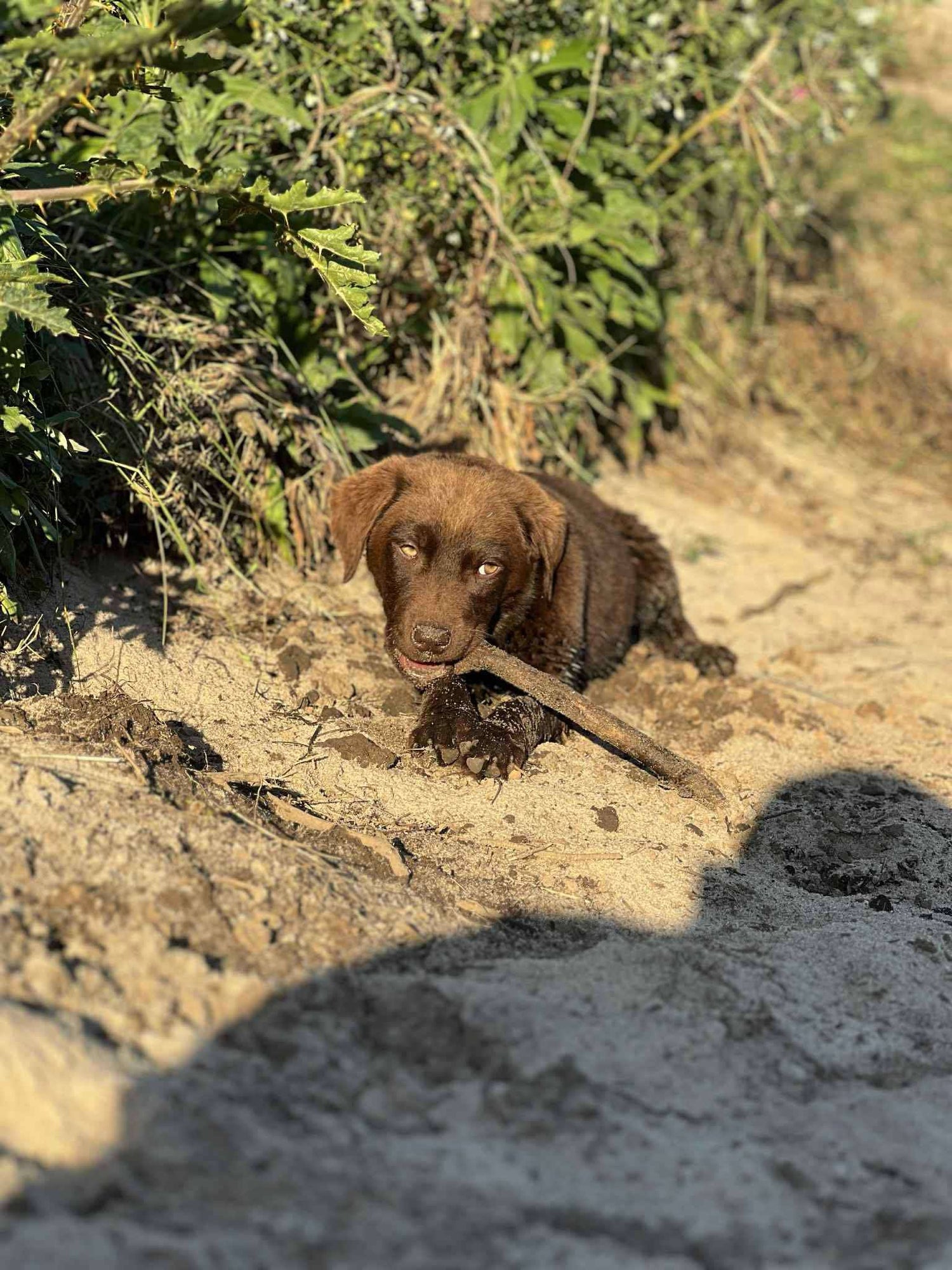 Dog Supplements