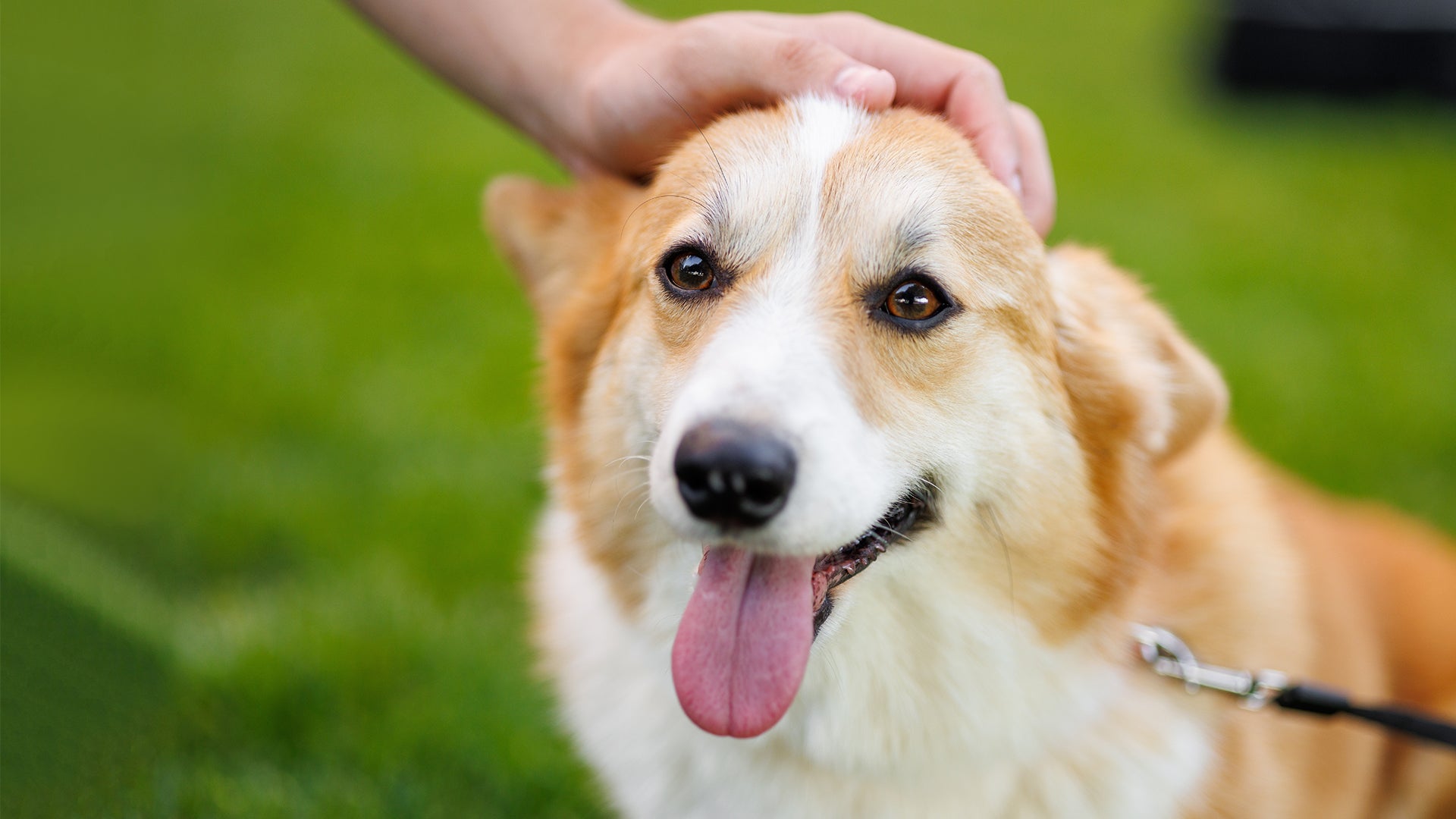 Dog being petted on a grassy field