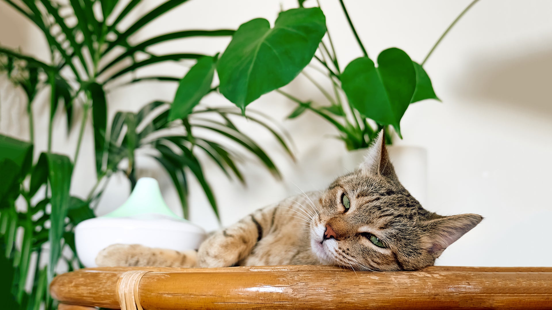Cat lying on a wooden surface with plants in the background